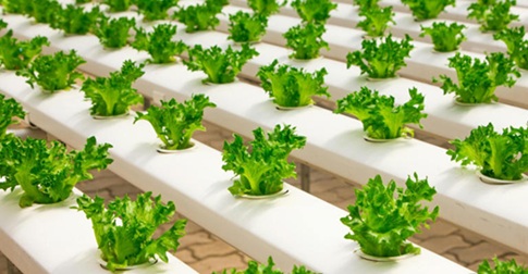 科学家们声称通过人工光合作用可以获得无限的清洁能源 科学家们声称通过人工光合作用可以获得无限的清洁能源