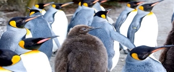 南极洲冰层融化导致企鹅大规模死亡s