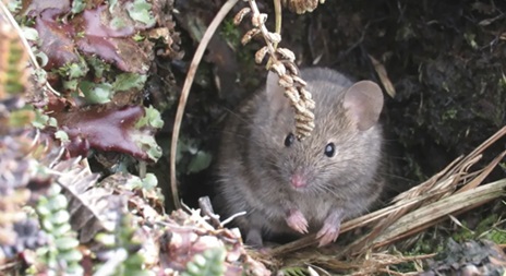 气候变暖的岛屿上的老鼠正在失控地繁殖并吃掉海鸟。计划进行灭绝