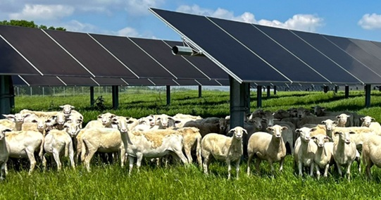 Agrivoltaics与绵羊和太阳能对所有人都有好处 - 尤其是绵羊！