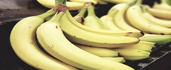 知道香蕉成熟的秘密掌握保鲜小技巧