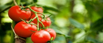 同时保存所有西红柿的四种方法