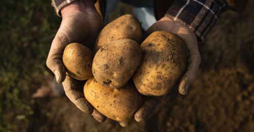 不寻常的诀窍：如何让你的土豆保持更长时间的新鲜