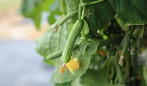 小黄瓜、向日葵买幼苗反而长不好 10种植物现在播下种子最划算 小黄瓜、向日葵买幼苗反而长不好 10种植物现在播下种子最划算