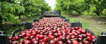美国哪一个州出产最多樱桃？