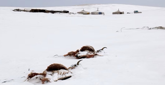 蒙古遭遇50年来最寒冷的冬天，牛群大量死亡