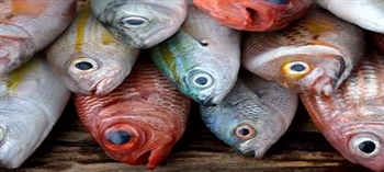这7类海鲜鱼类含汞量低专家：应该多吃