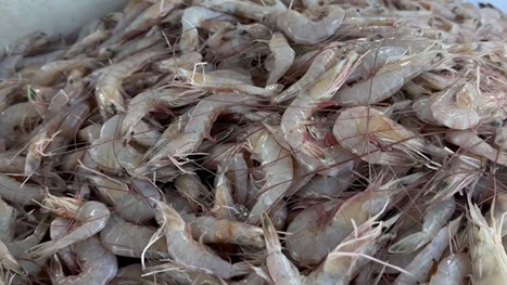 美国食品和药物管理局发布警告,在美国主要港口检测到运往沃尔玛的放射性虾后进行调查 美国食品和药物管理局发布警告,在美国主要港口检测到运往沃尔玛的放射性虾后进行调查