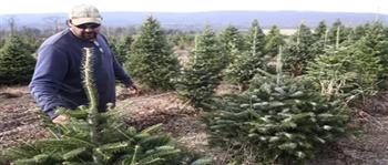 今年圣诞树供给充足 消费者仍难指望享「出清价」